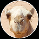 Come ride camels in Bahrain!